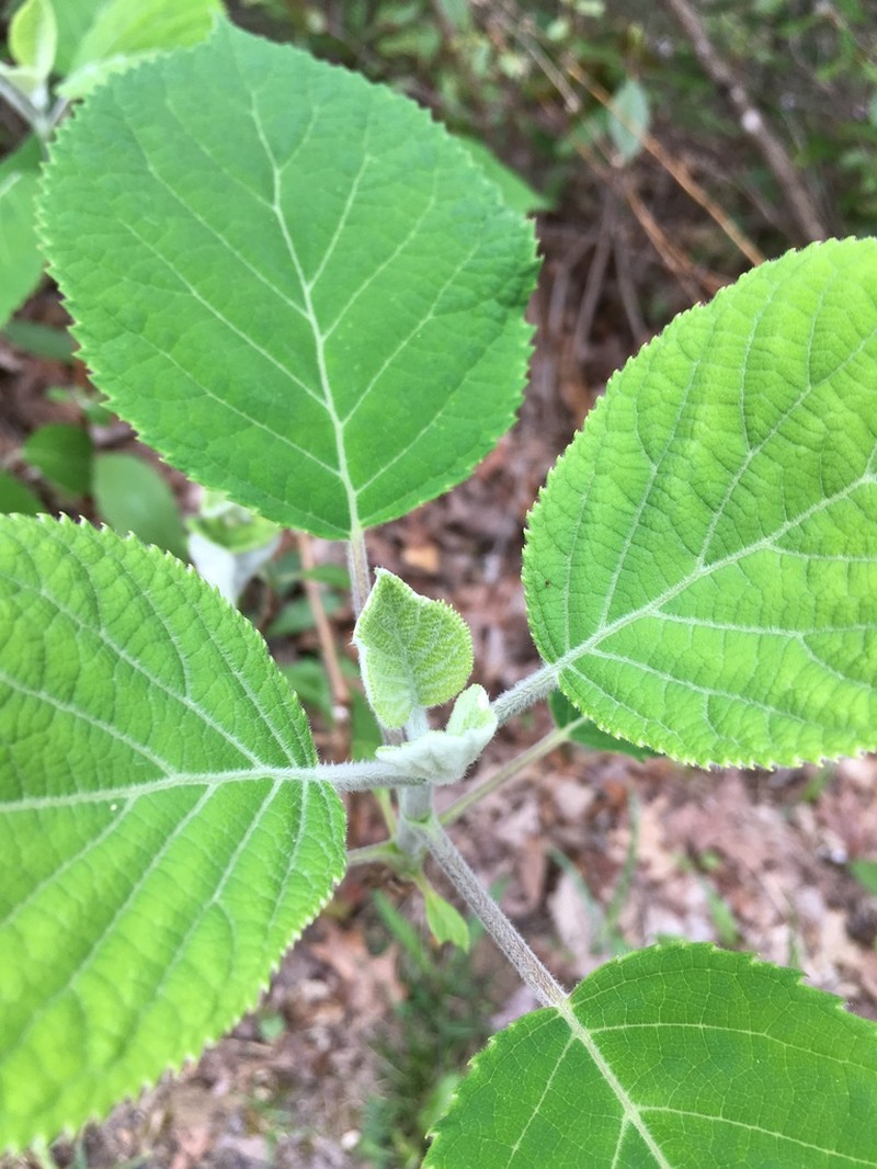 Silverleaf Hydrangea photo 7