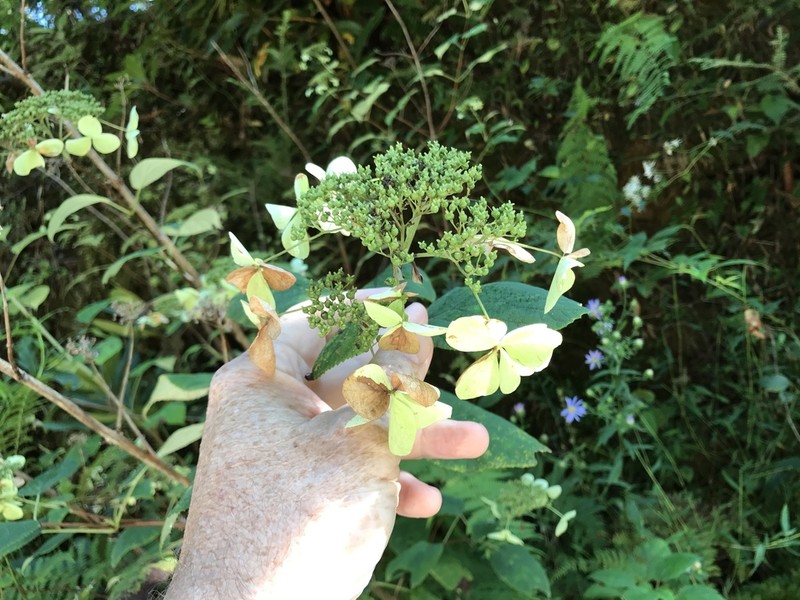 Silverleaf Hydrangea photo 8
