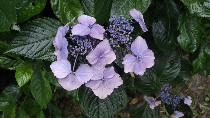 Hydrangea robusta