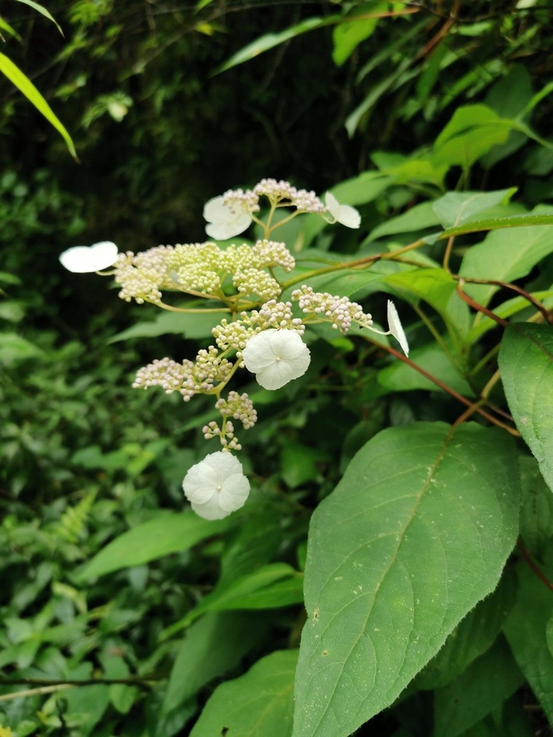 Hydrangea robusta photo 2