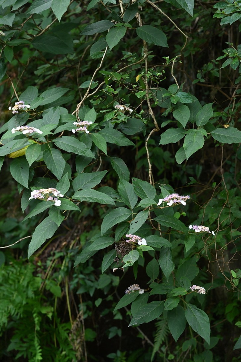 Hydrangea robusta photo 3