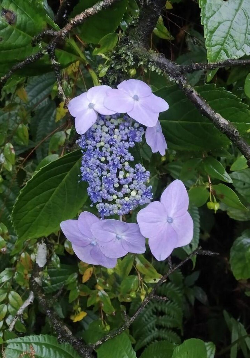 Hydrangea robusta photo 4