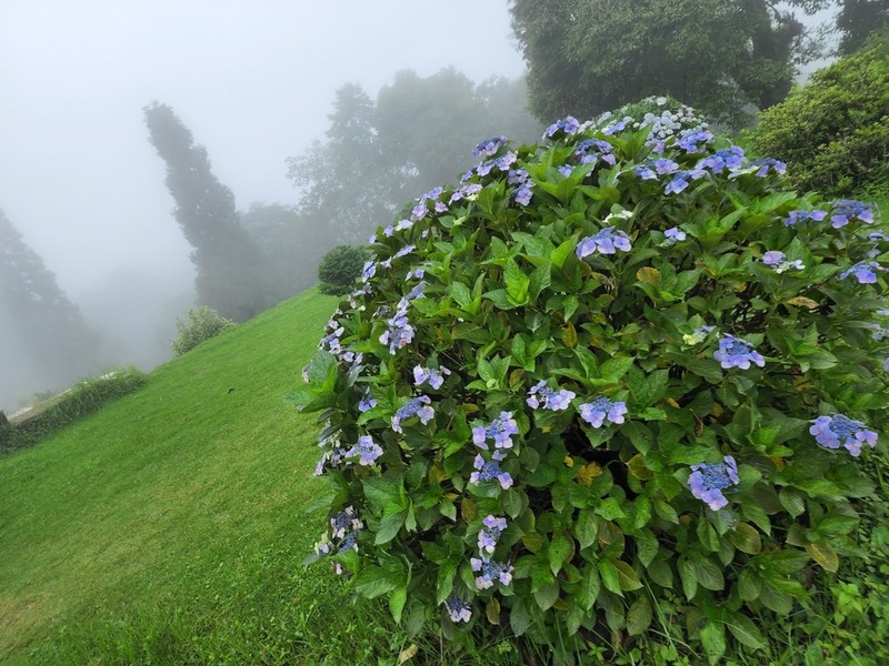 Hydrangea robusta photo 5