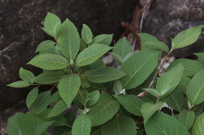 Hydrangea robusta photo 6