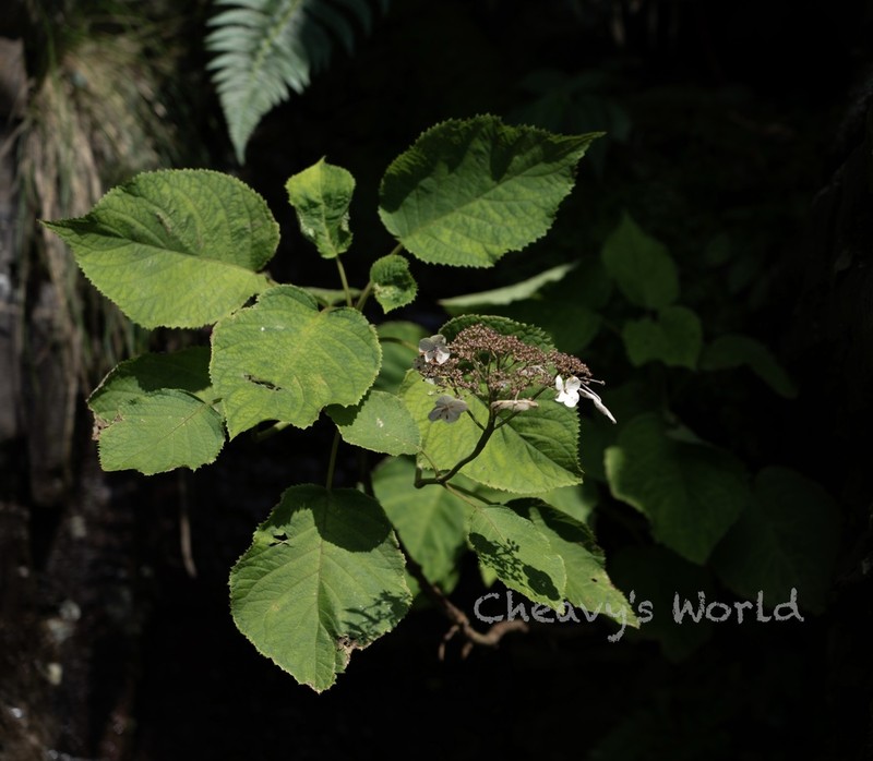 Hydrangea robusta photo 7