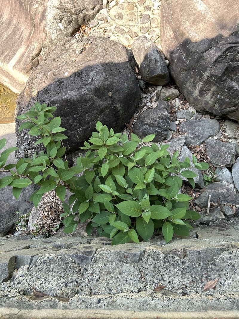 Hydrangea robusta photo 8