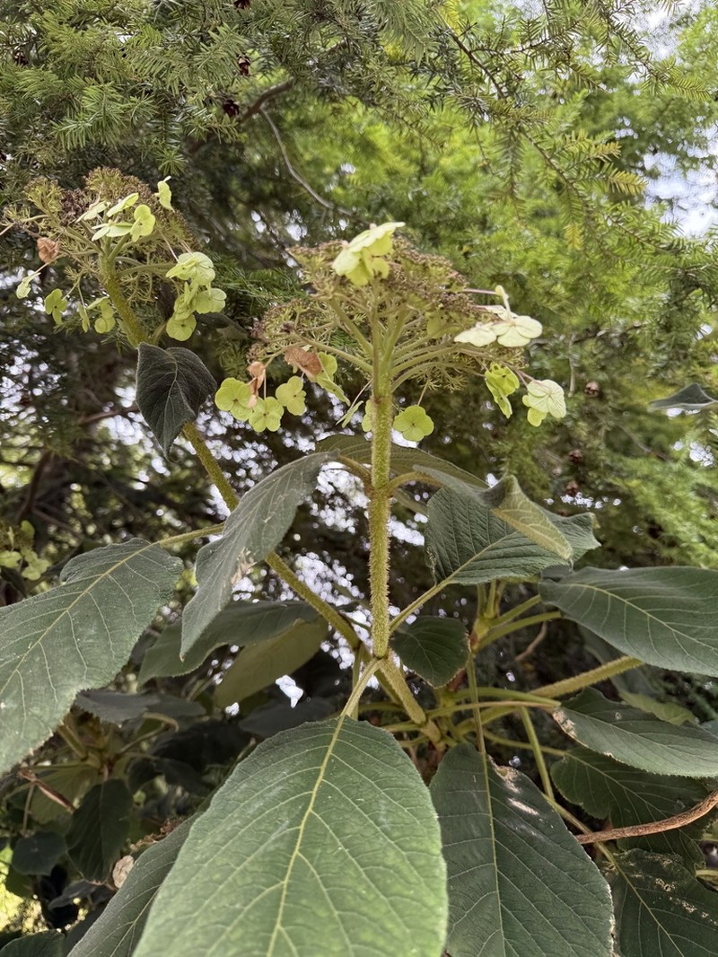 Hydrangea sargentiana photo 3
