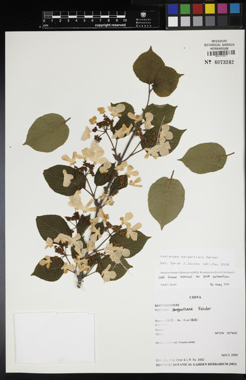 Hydrangea sargentiana photo 5
