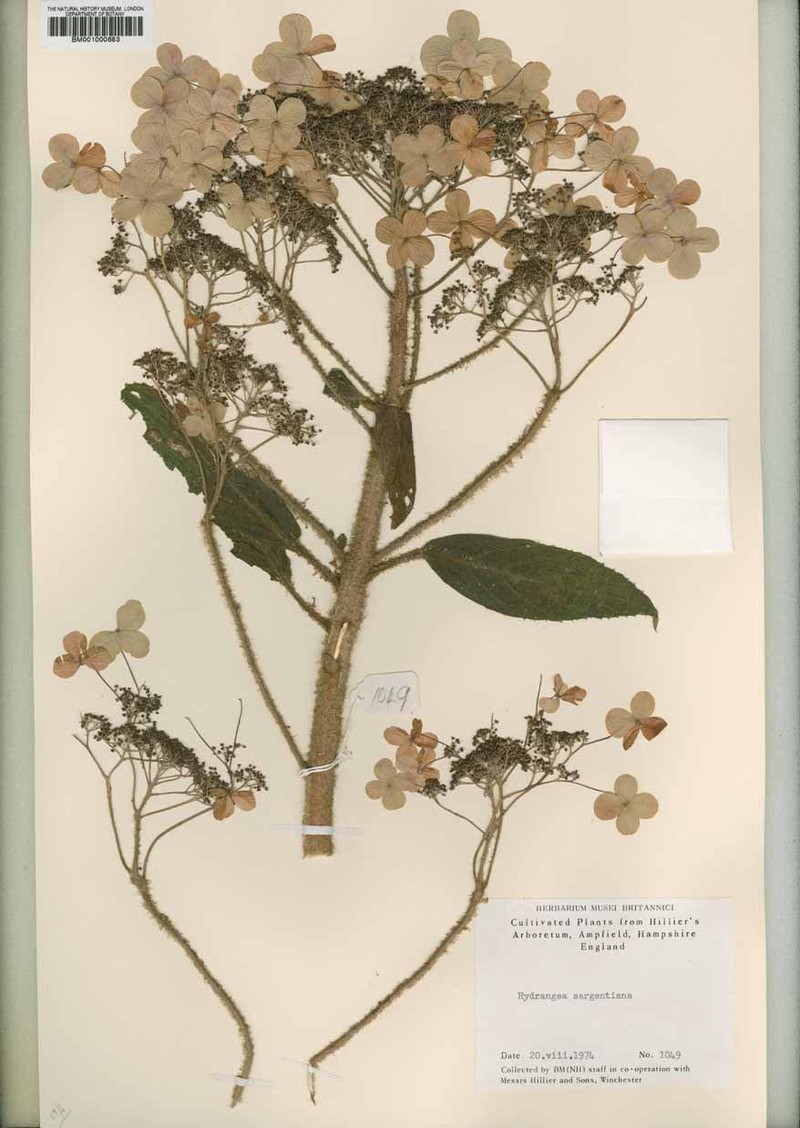 Hydrangea sargentiana photo 6
