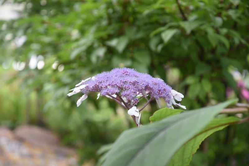 Hydrangea sargentiana