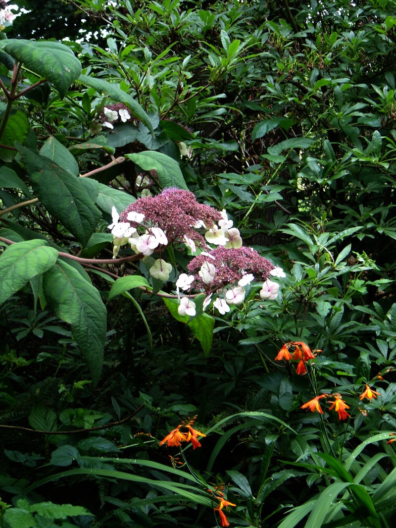 Hydrangea sargentiana photo 7