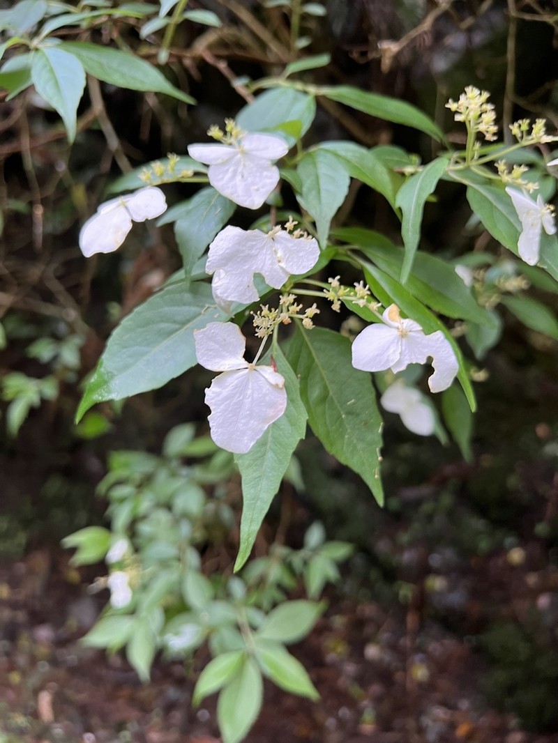 Hydrangea scandens