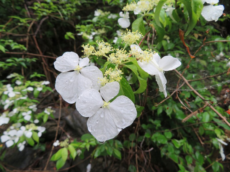Hydrangea scandens photo 2