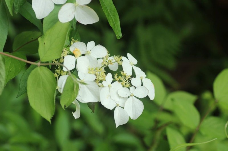 Hydrangea scandens photo 3