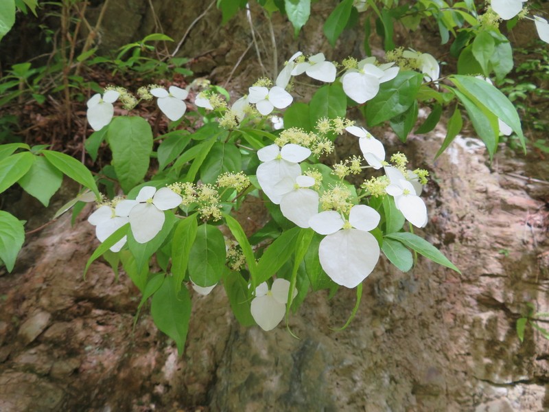 Hydrangea scandens photo 4