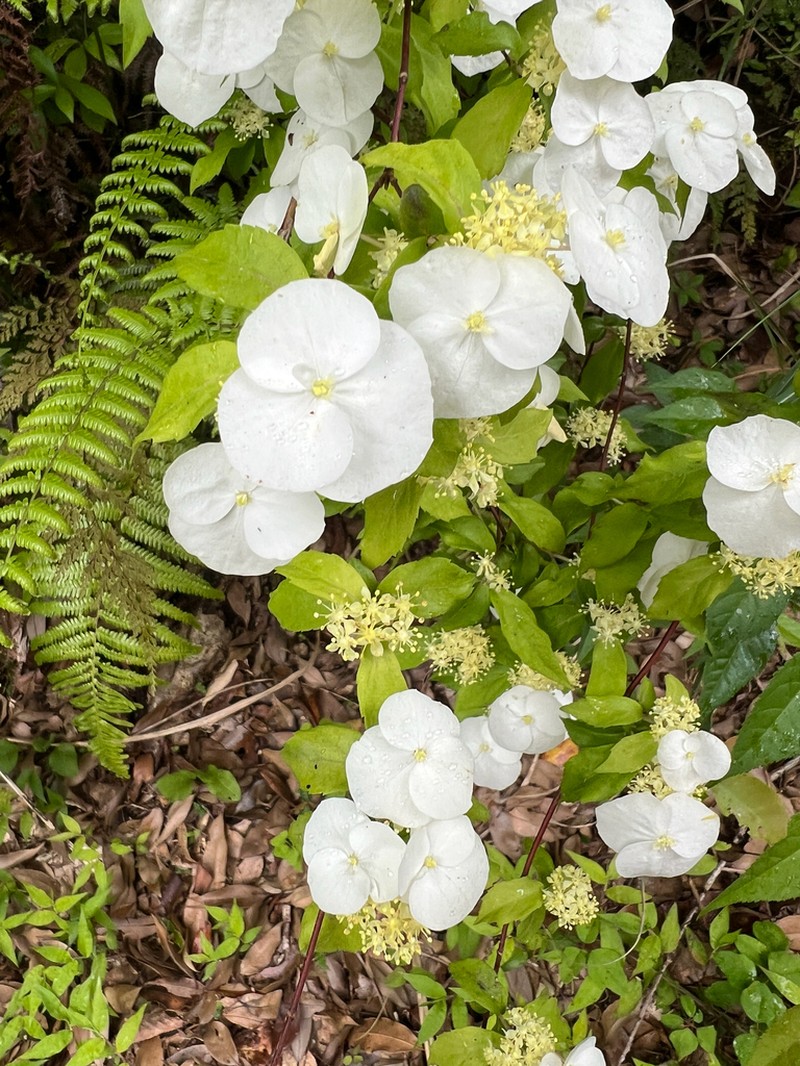 Hydrangea scandens photo 5
