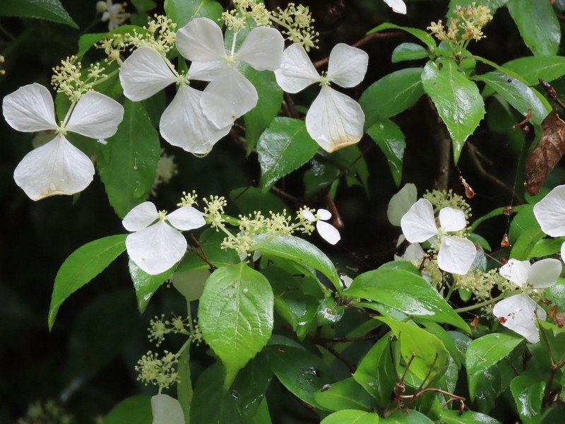 Hydrangea scandens photo 6