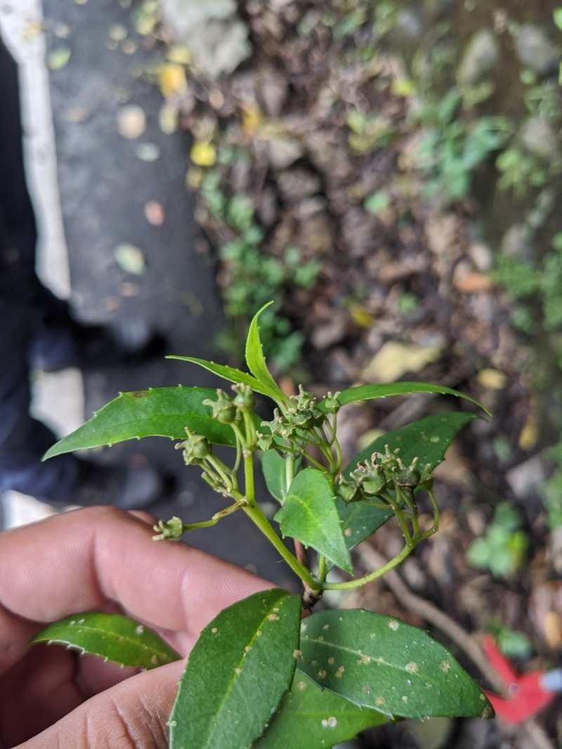 Hydrangea scandens photo 8