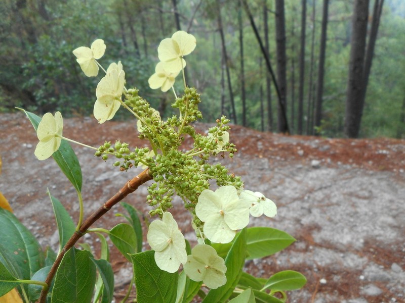 Hydrangea seemannii photo 6