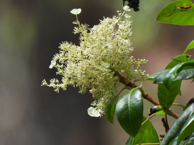 Hydrangea seemannii photo 7
