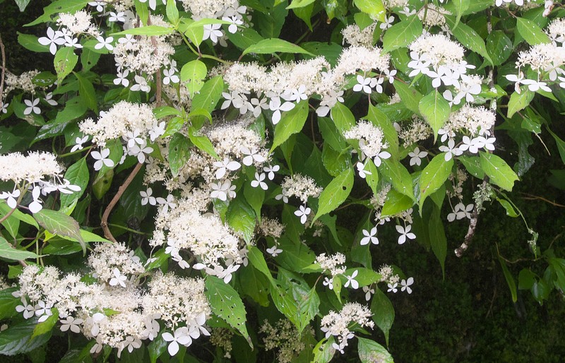 Hydrangea serrata