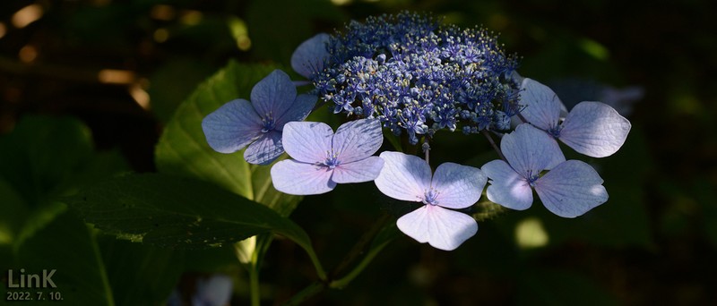 Hydrangea serrata photo 3