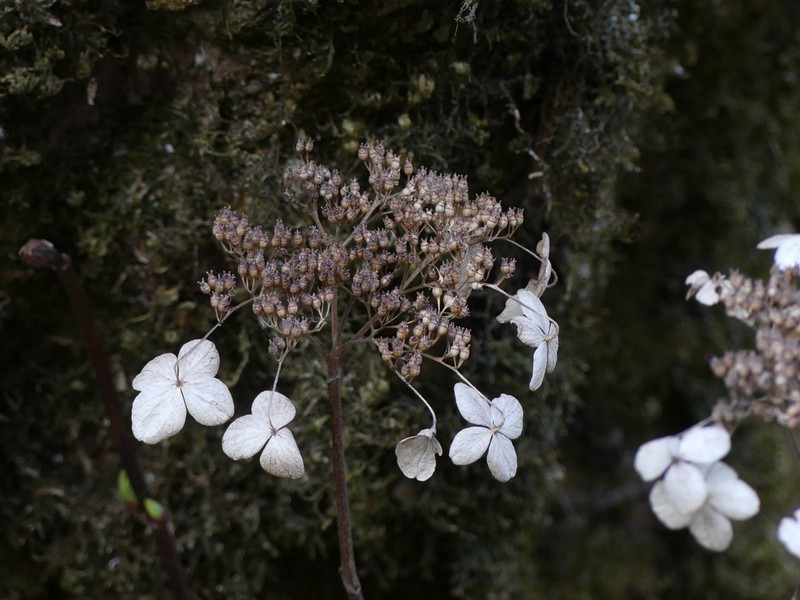 Hydrangea serrata photo 4