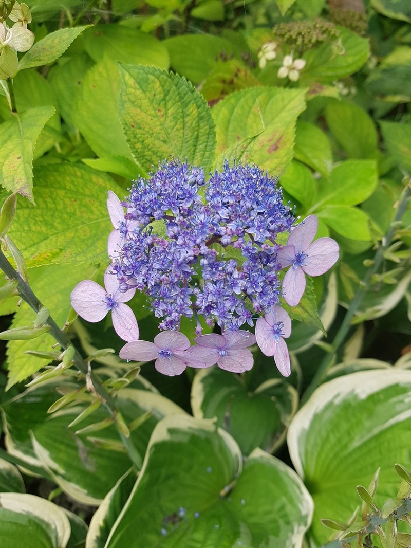 Hydrangea serrata photo 5