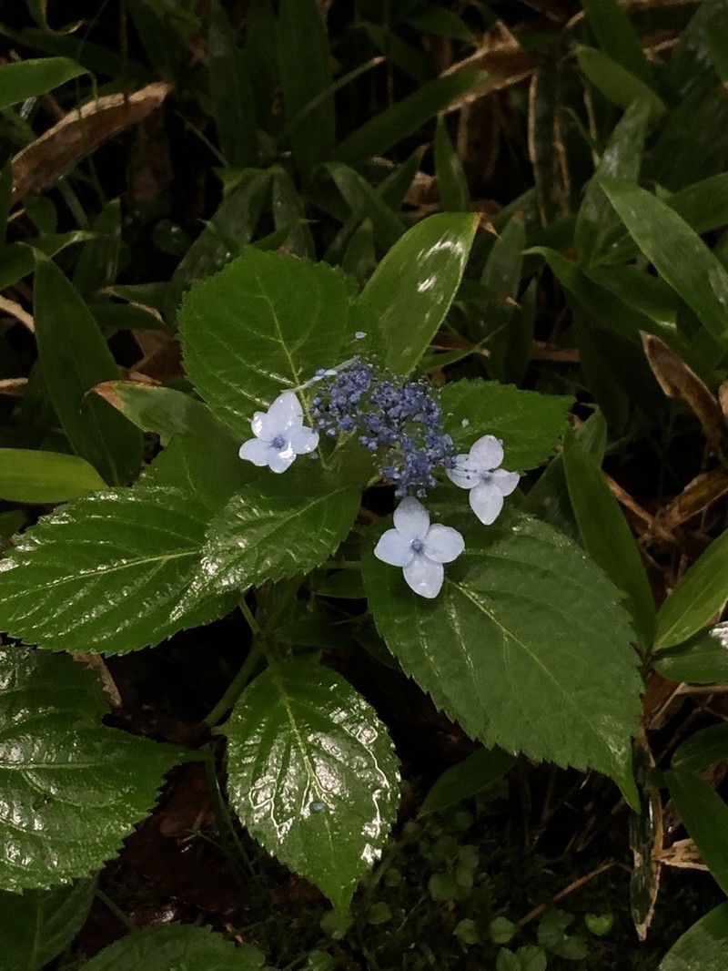 Hydrangea serrata photo 6