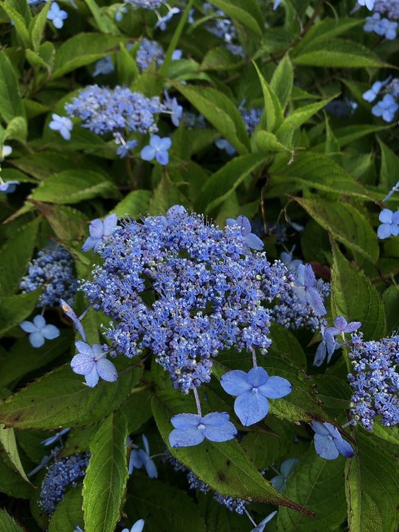 Hydrangea serrata photo 7