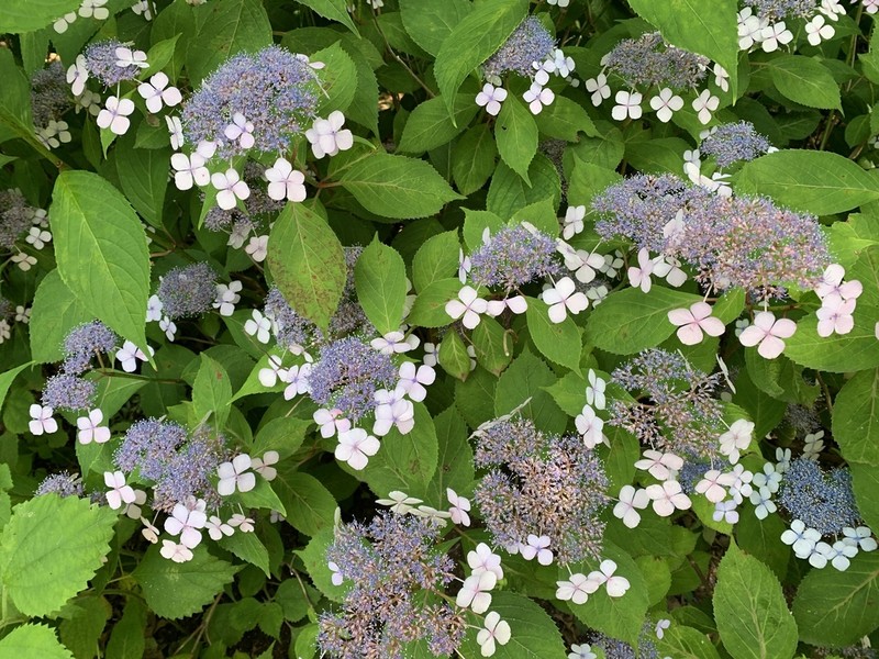 Hydrangea serrata photo 8