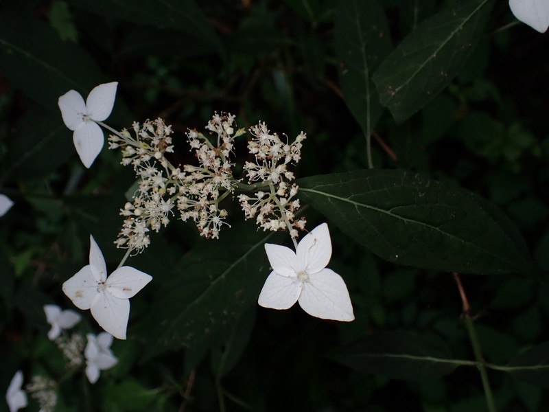 Hydrangea serrata var. angustata