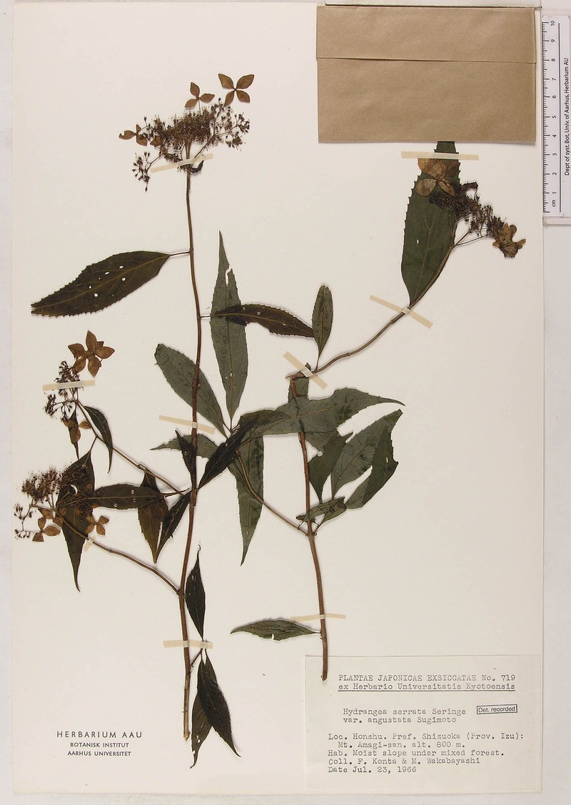 Hydrangea serrata var. angustata photo 2
