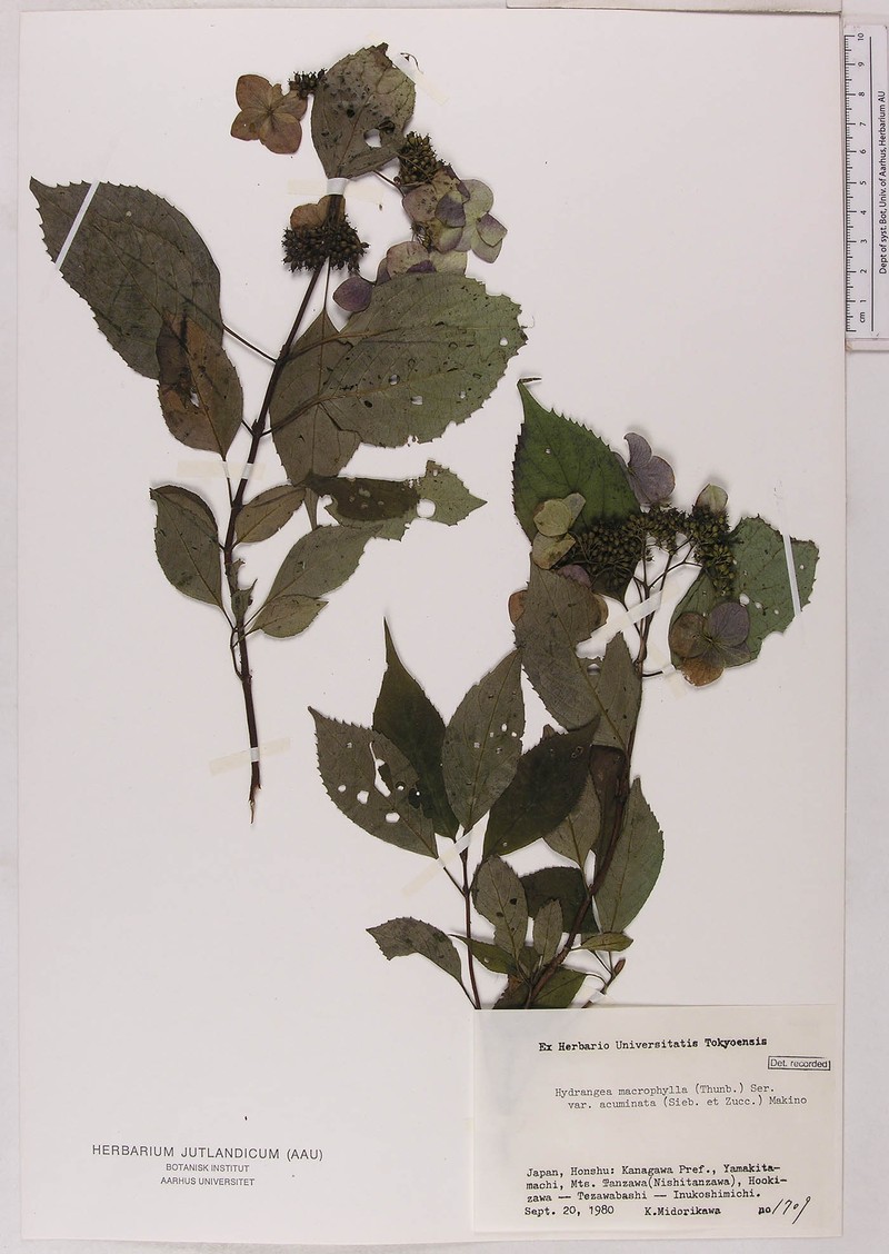 Hydrangea serrata var. serrata