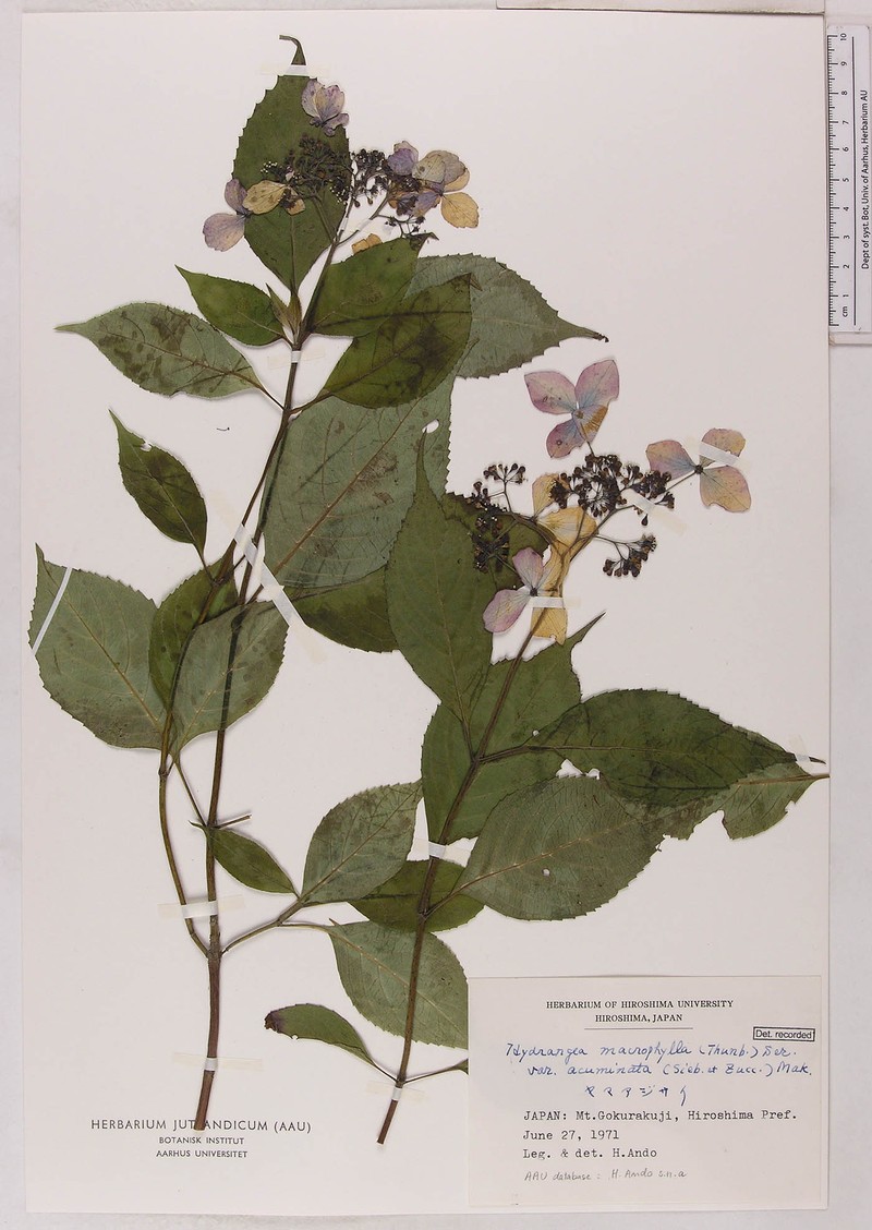 Hydrangea serrata var. serrata photo 2