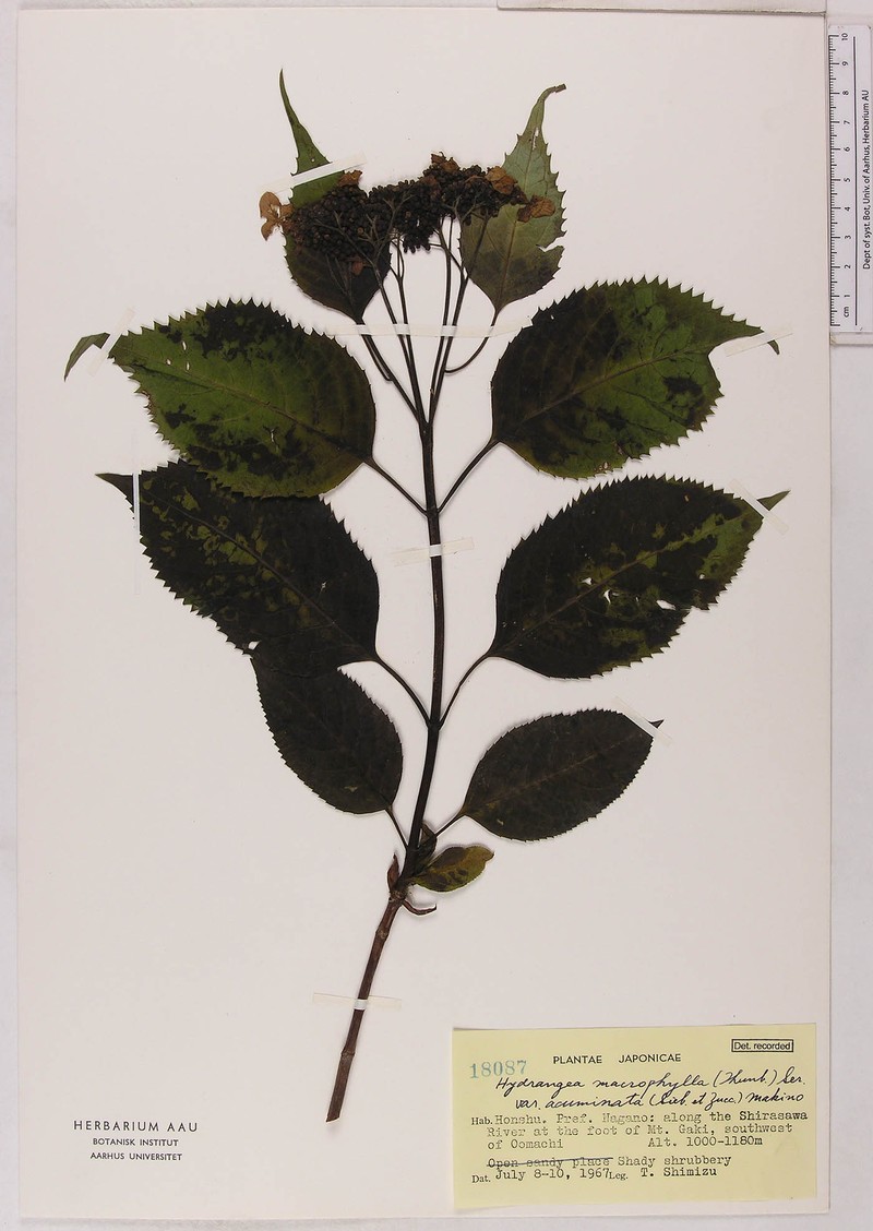 Hydrangea serrata var. serrata photo 3