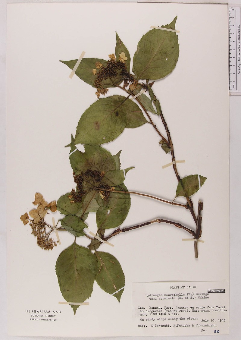 Hydrangea serrata var. serrata photo 4