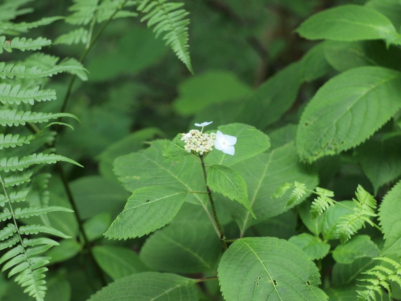 Hydrangea serrata var. yesoensis