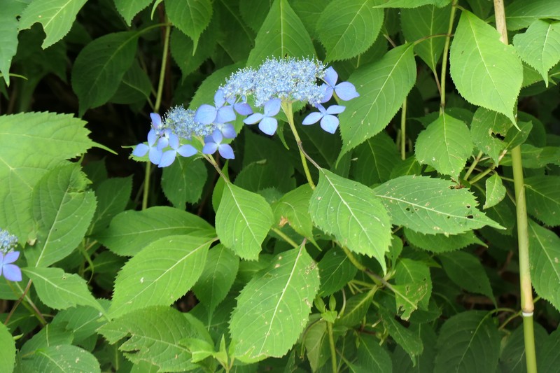 Hydrangea serrata var. yesoensis photo 2
