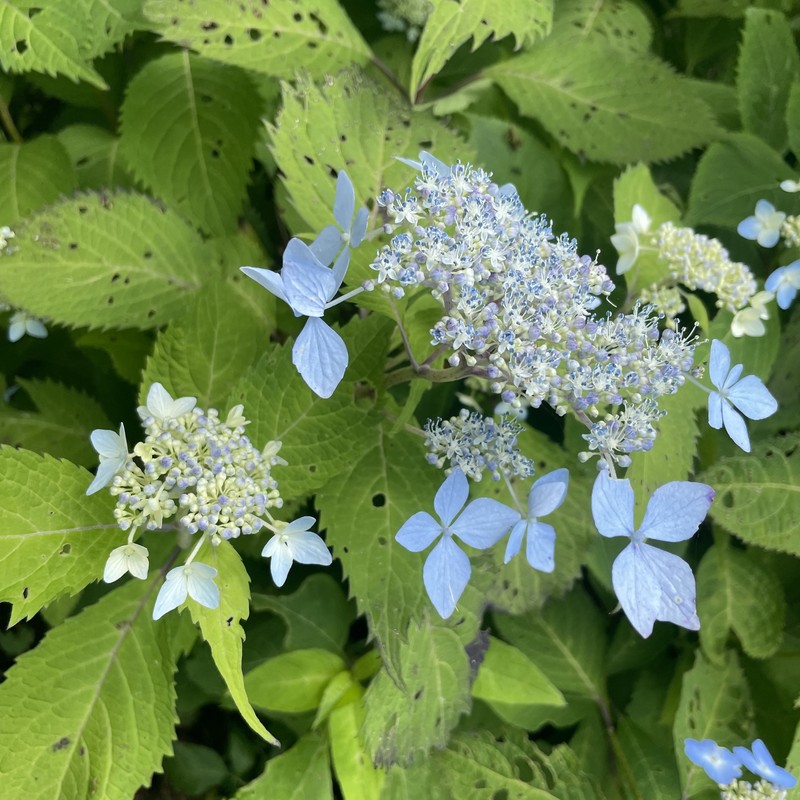 Hydrangea serrata var. yesoensis photo 3