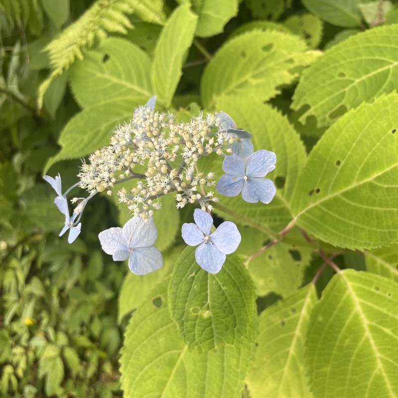 Hydrangea serrata var. yesoensis photo 4
