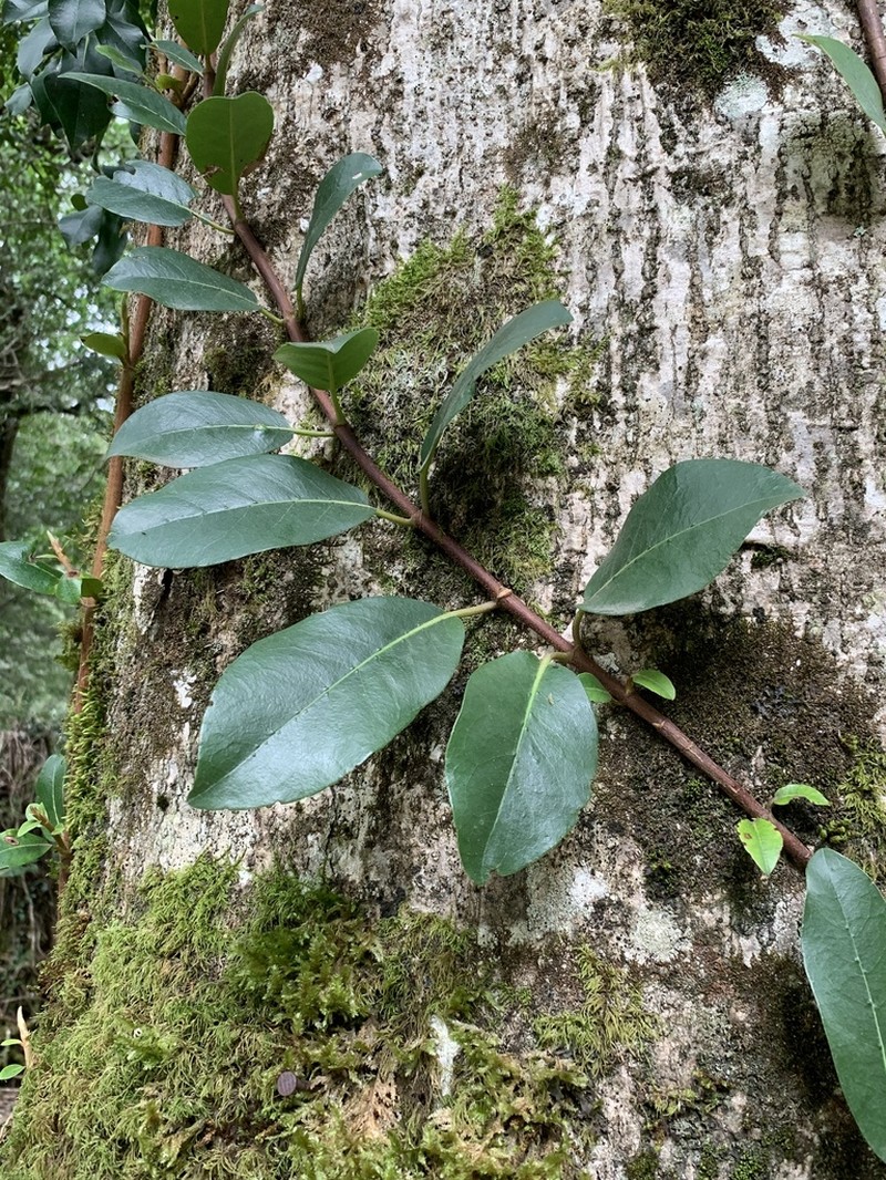 Hydrangea serratifolia