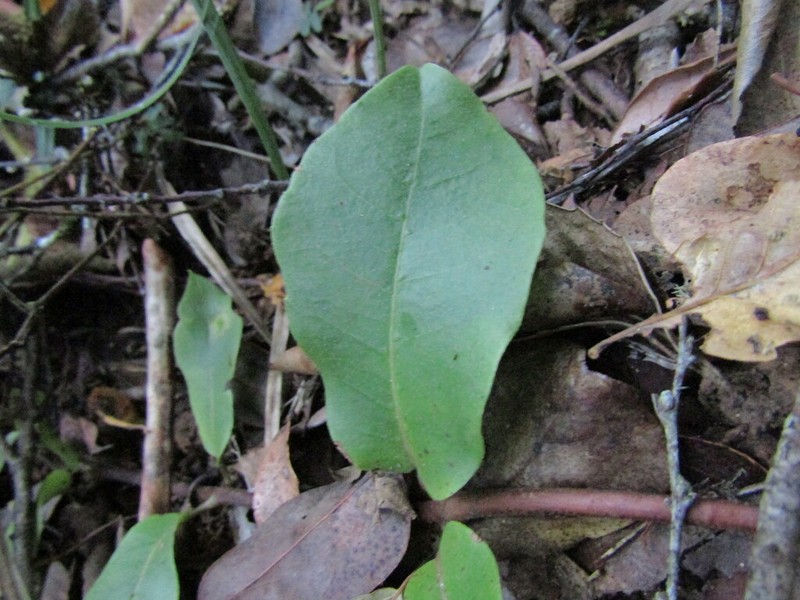 Hydrangea serratifolia photo 2