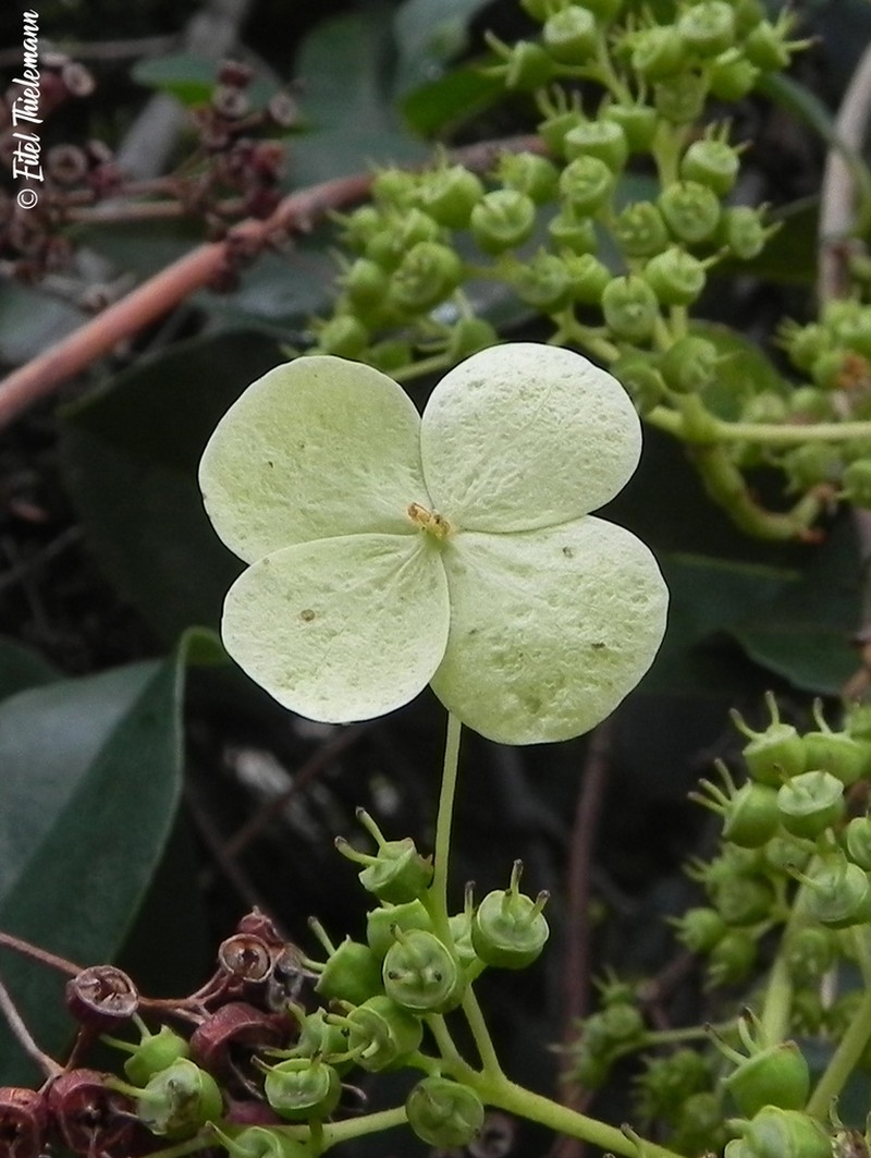 Hydrangea serratifolia photo 3
