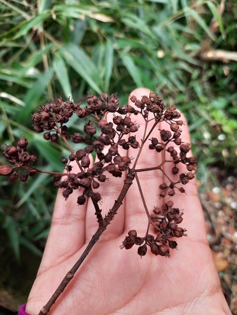 Hydrangea serratifolia photo 4