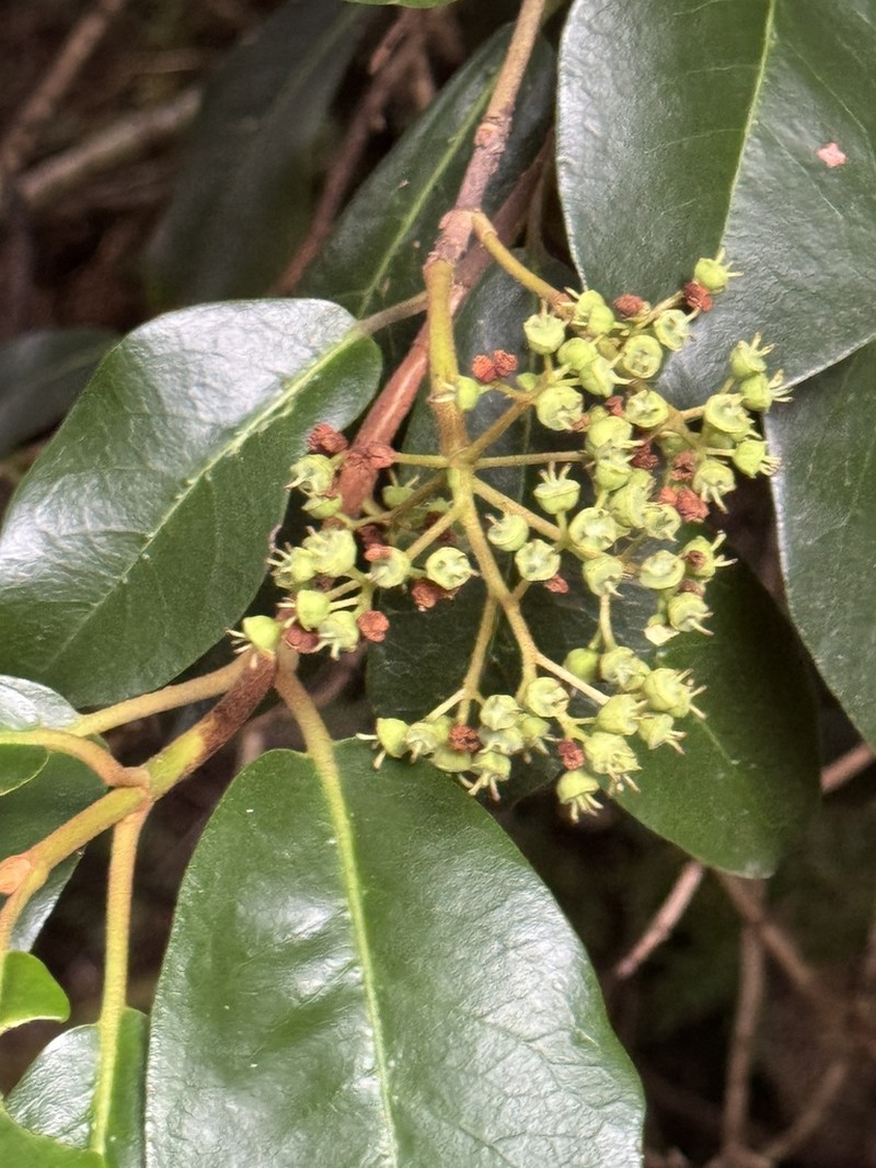 Hydrangea serratifolia photo 5