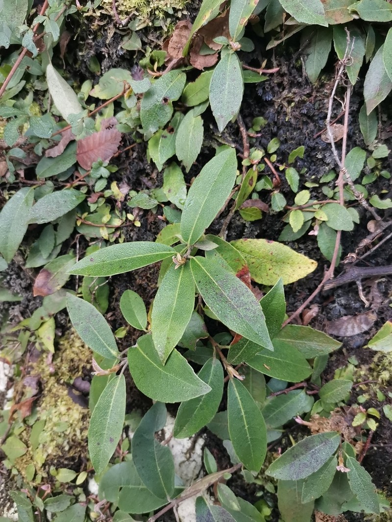 Hydrangea serratifolia photo 6