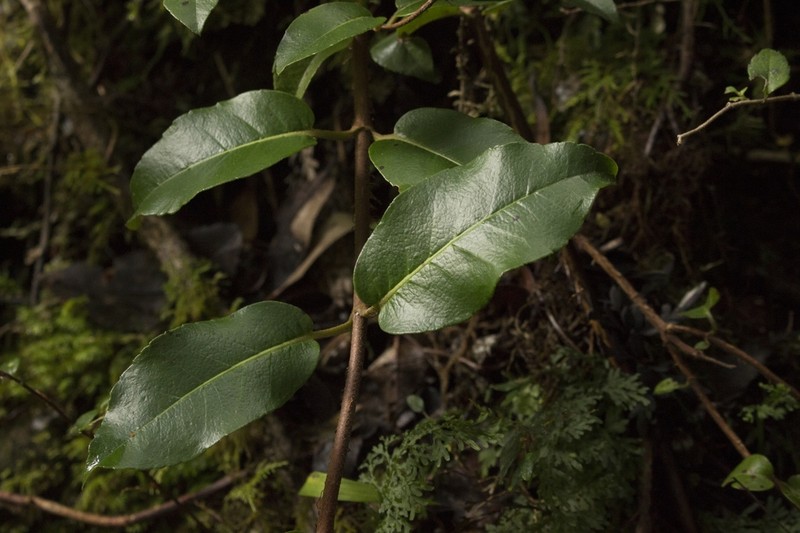 Hydrangea serratifolia photo 8