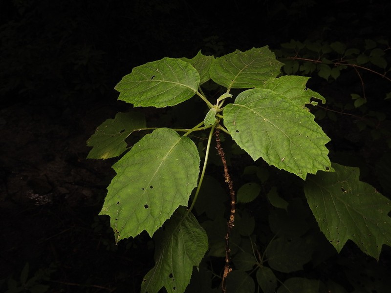 Hydrangea sikokiana