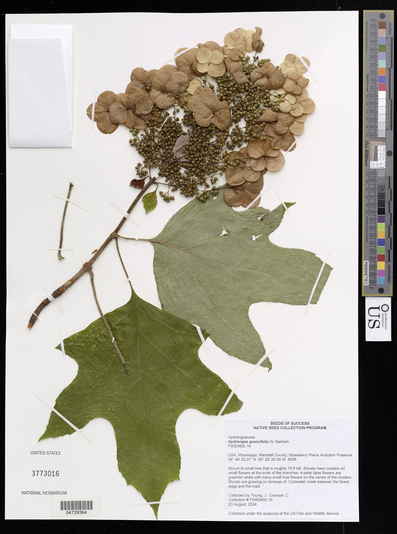 Hydrangea steyermarkii photo 2